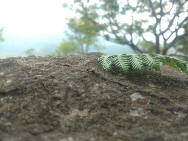 A fern leaf on a rock with an unfocussed background of a tree.