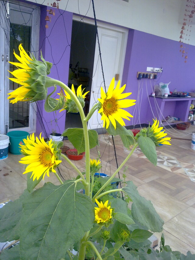 Hydroponics-NFT-sunflower-640px.jpg