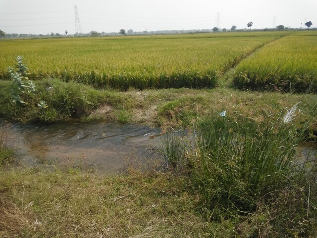 Picture showing a paddy field that is almost ripe