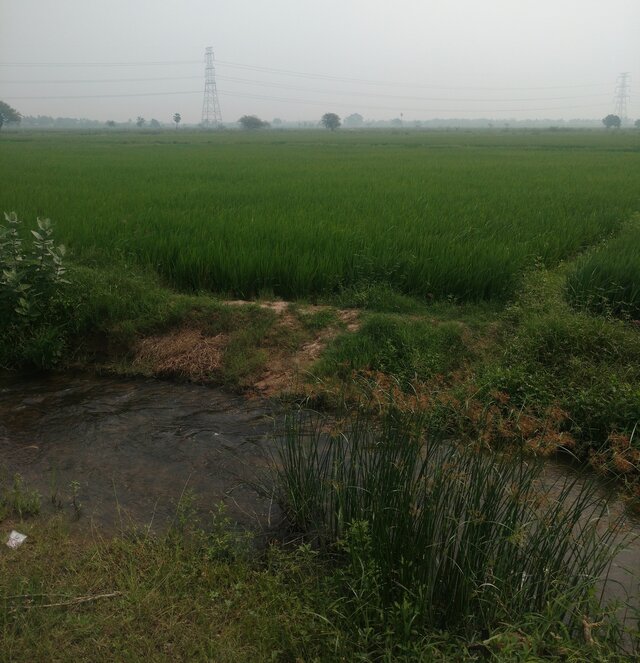 Picture showing a paddy field with young immature crops and a canal.