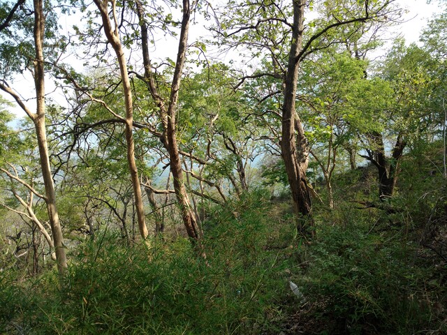 velliangiri-forest-640px.jpg