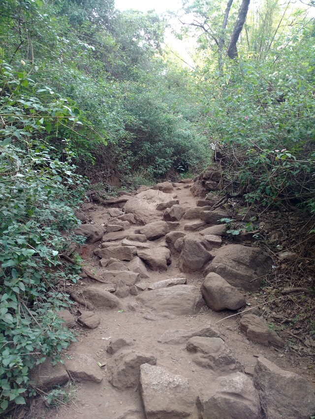 Picture showing a uneven path with rocks protruding out. There are shrubs on both sides of the path.